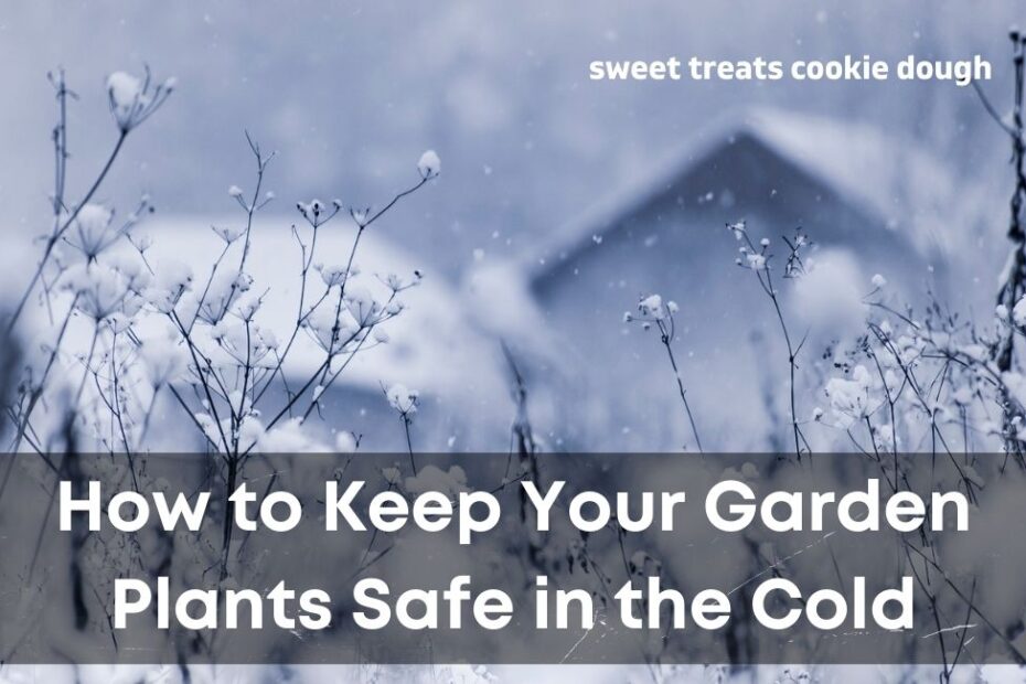 How to Keep Your Garden Plants Safe in the Cold